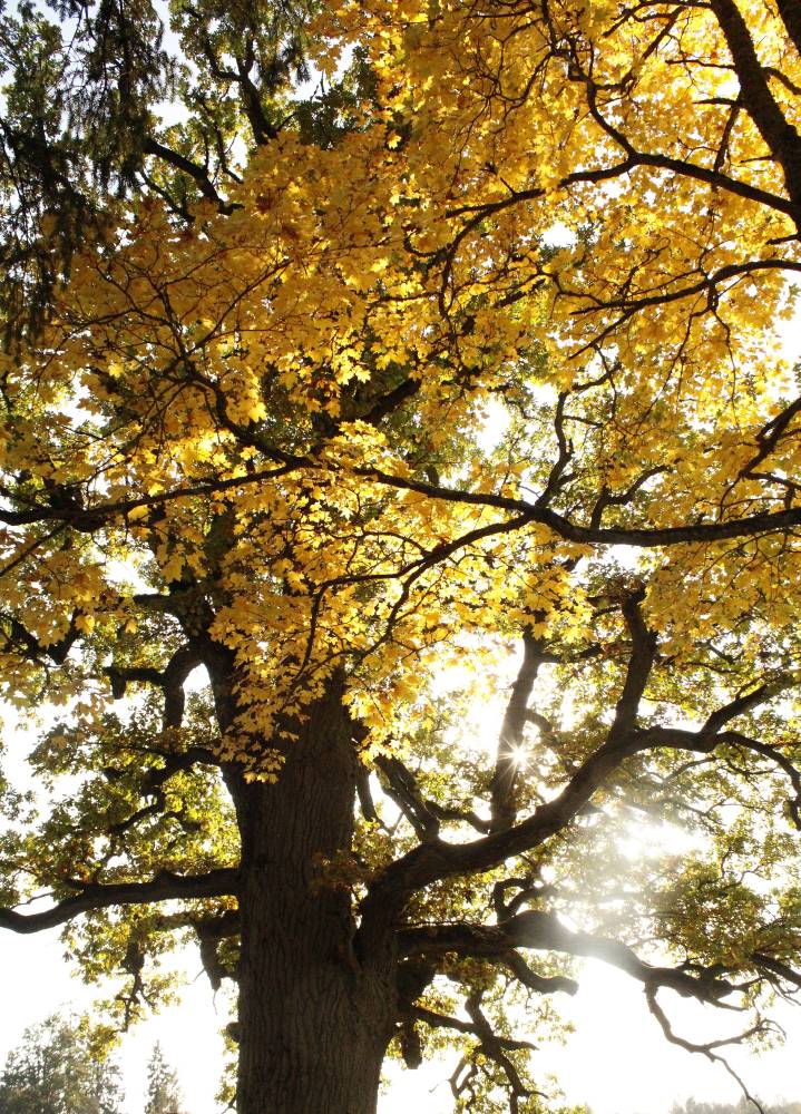 Valgjärve hiie kaunitar