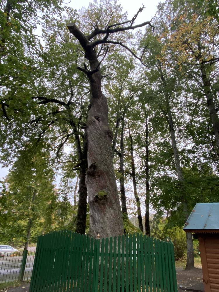 Священный Дуб