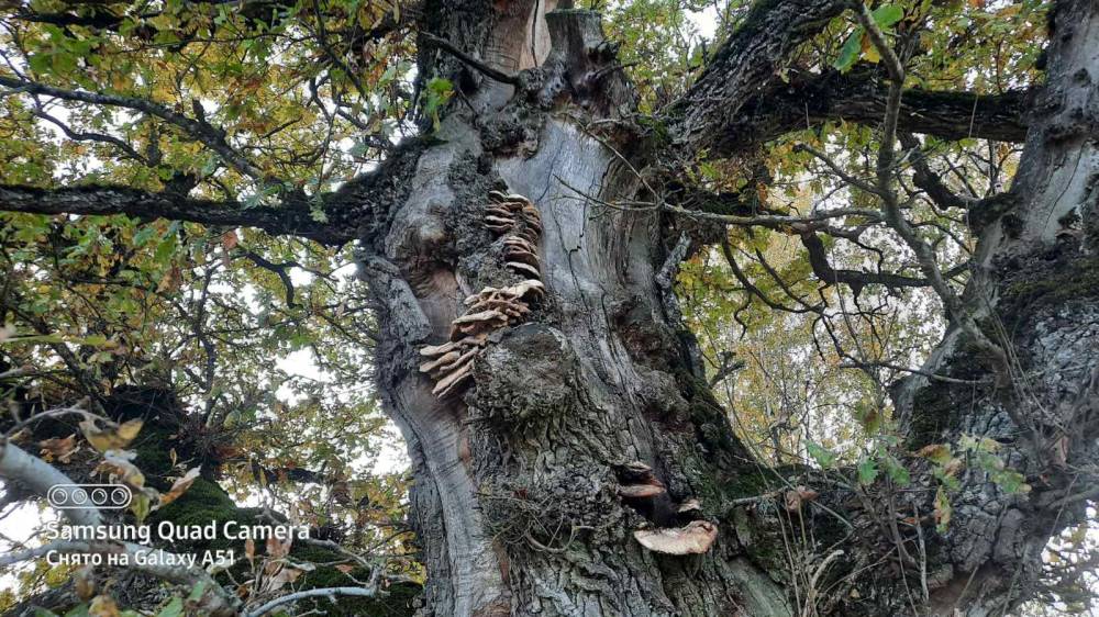 Боль священной рощи!