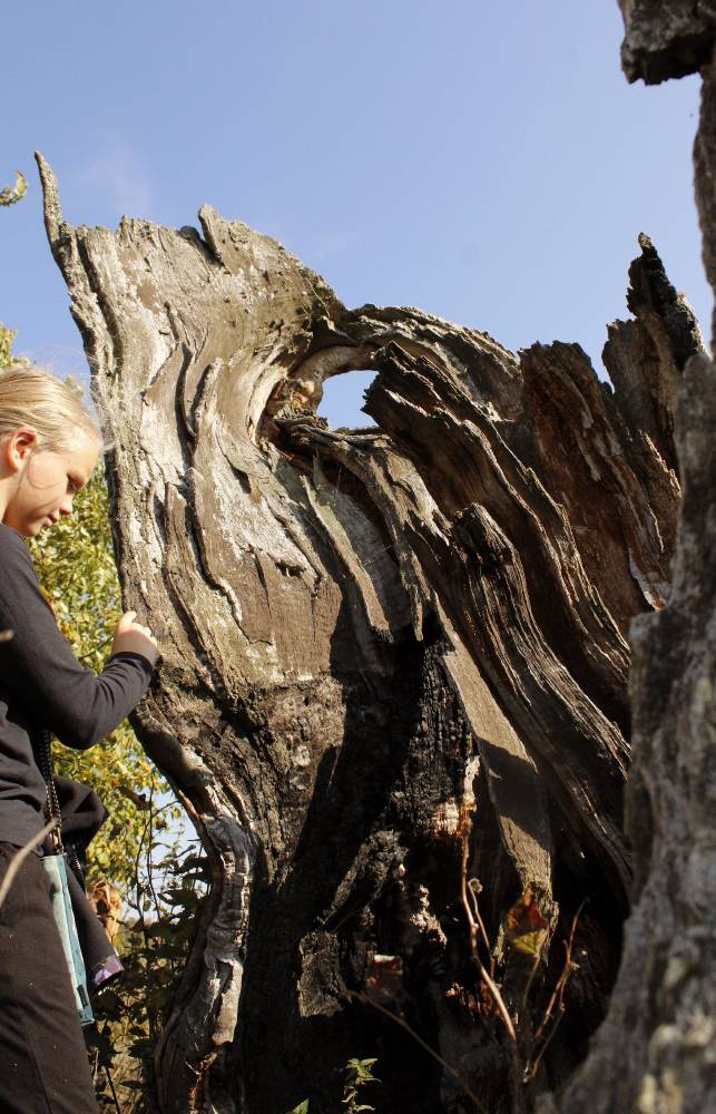 Kohtumine auväärsega