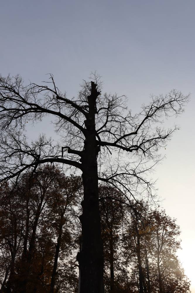 Исполин /великан/