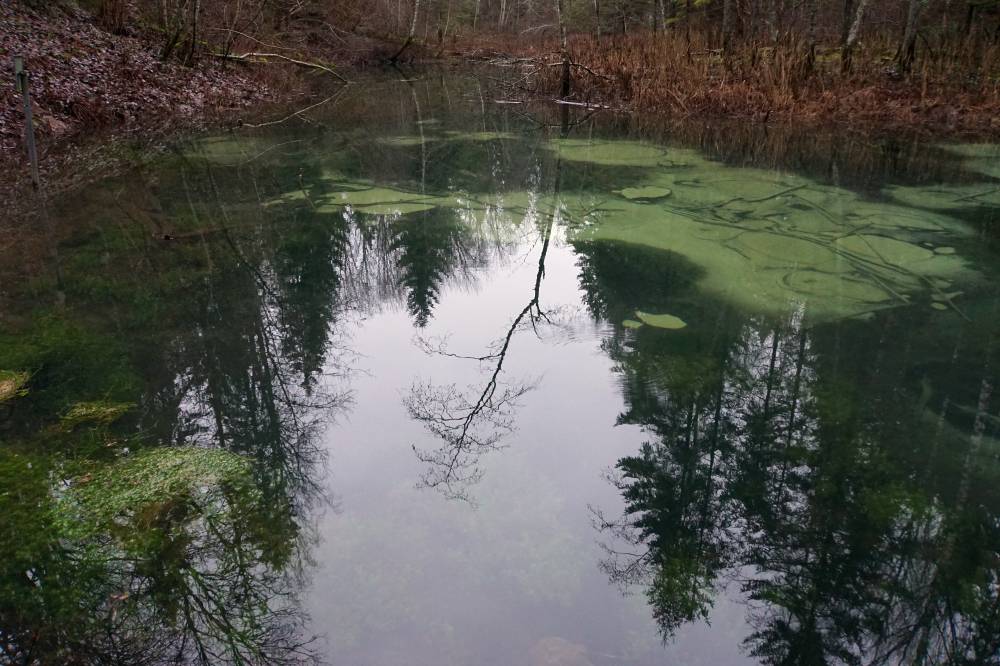 Metsa lummav peegeldus allikal