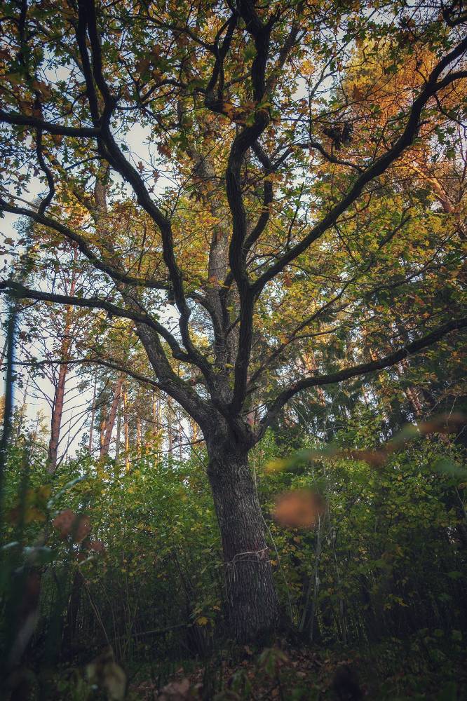 Tammealuse hiie püha tamm