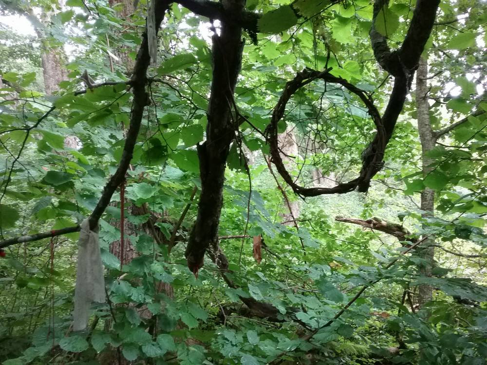 Väike unenäopüüdja ja ohvripaelad