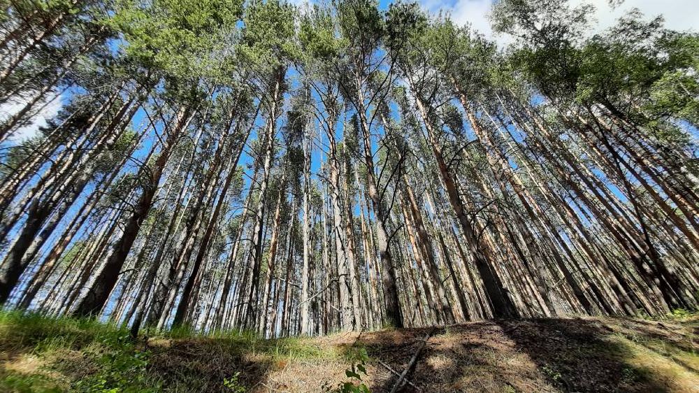 Ошка Панда (Священная гора)