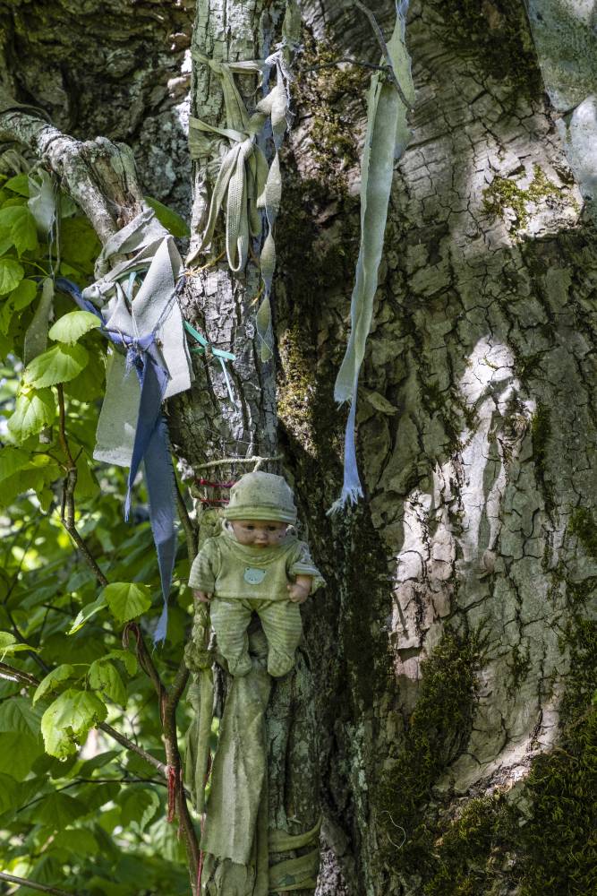 Ilumäe hiieniinepuu