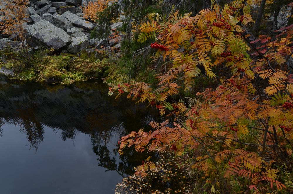 Pihlapuu ja püha vesi