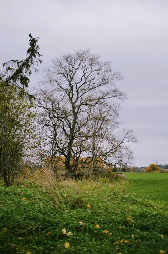 Savalduma pulmajalakad.