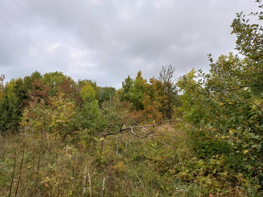 Ämmamägi/ kivikalme