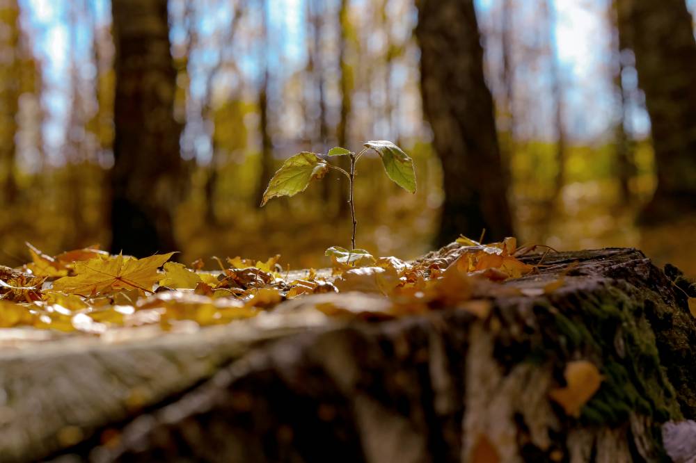 возрождение