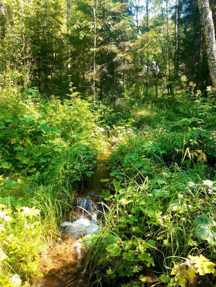 Памятник природы «Урочище Куртяево». Архангельская область.