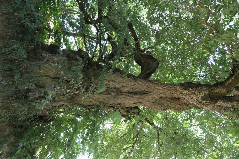 Hüljatud Mäesuitsu ohvripärn