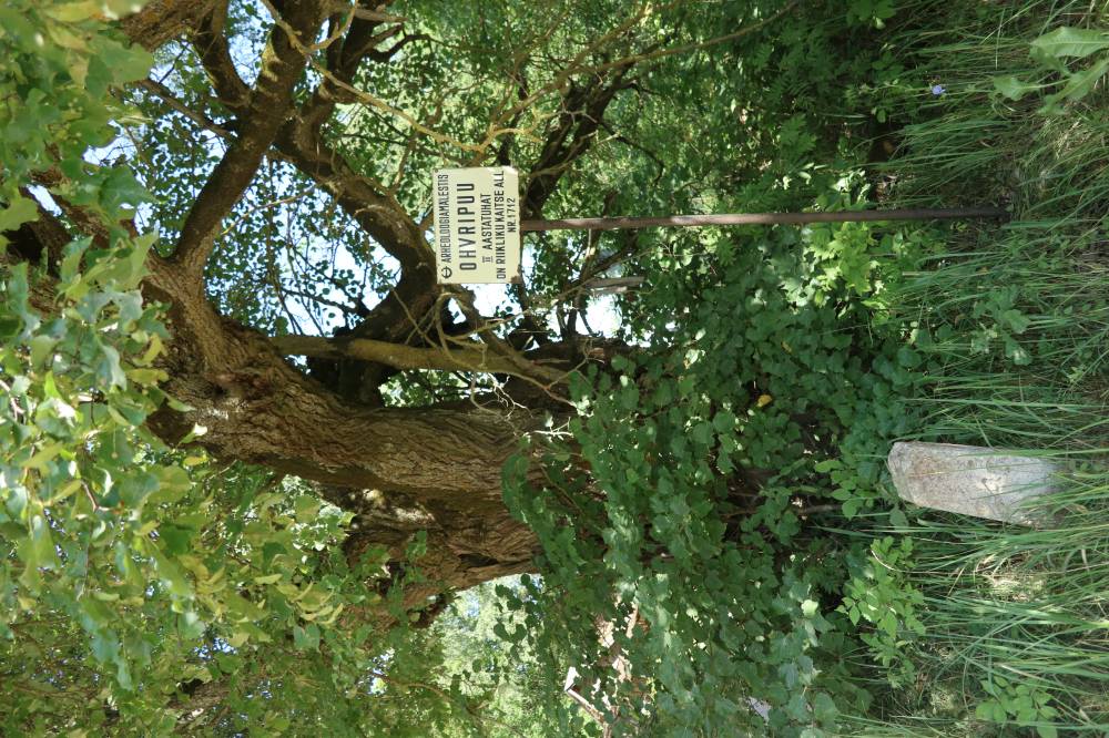 Unustatud ohvripärn