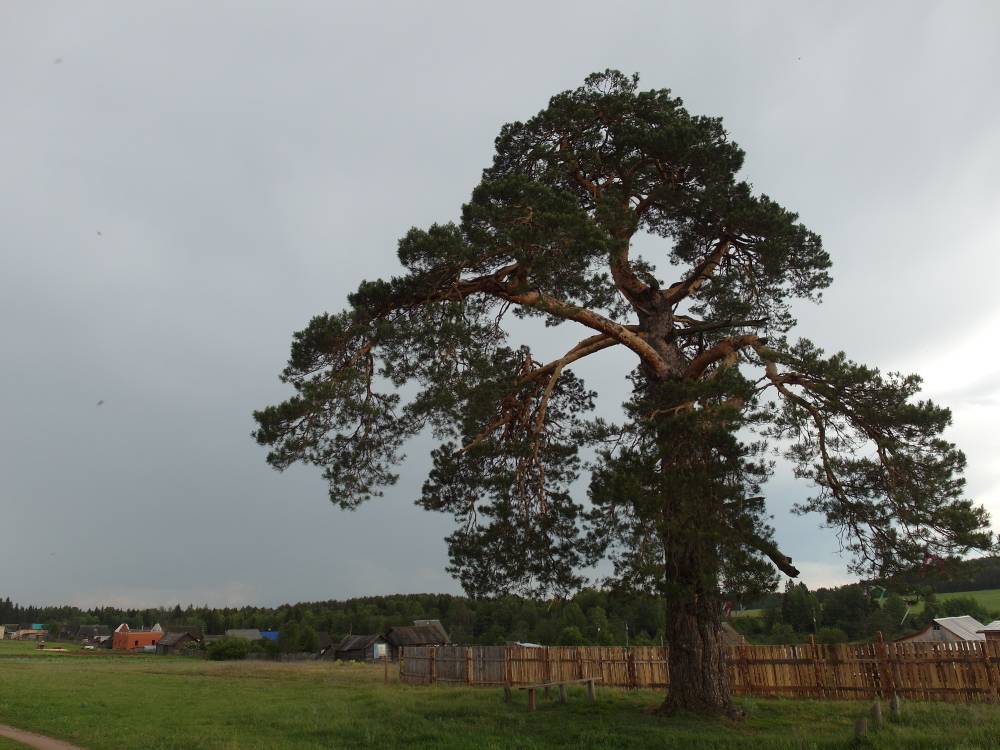 Священное дерево удмуртов