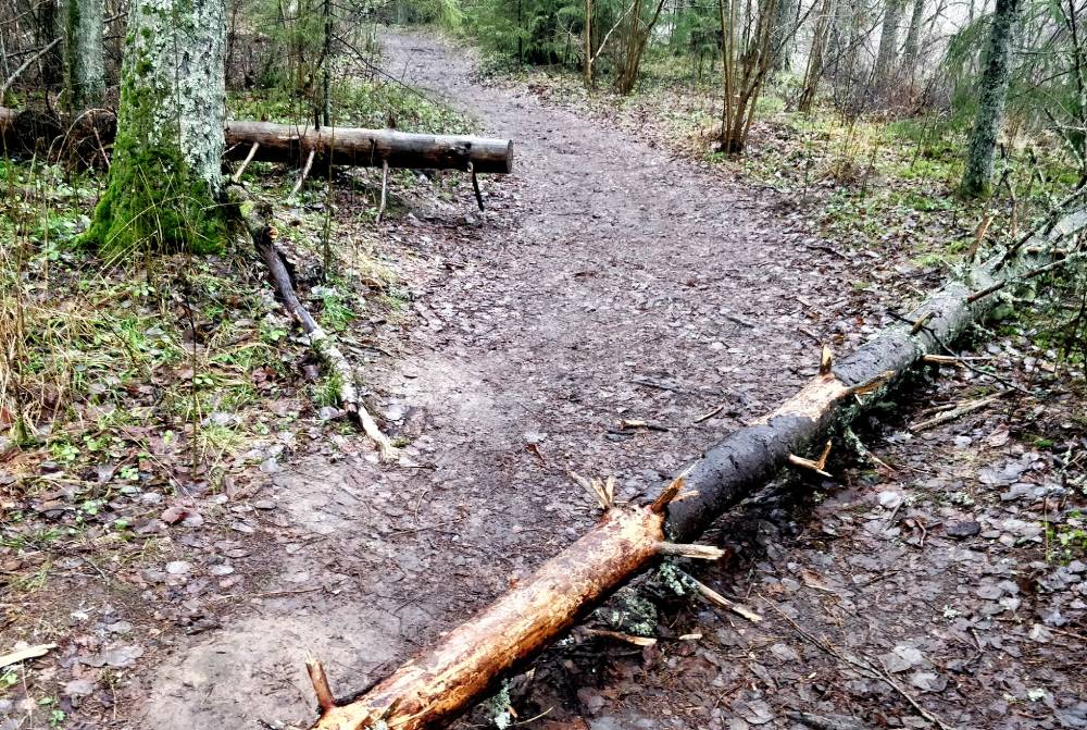 Saula Siniallikad ja inimese uudishimu mõju