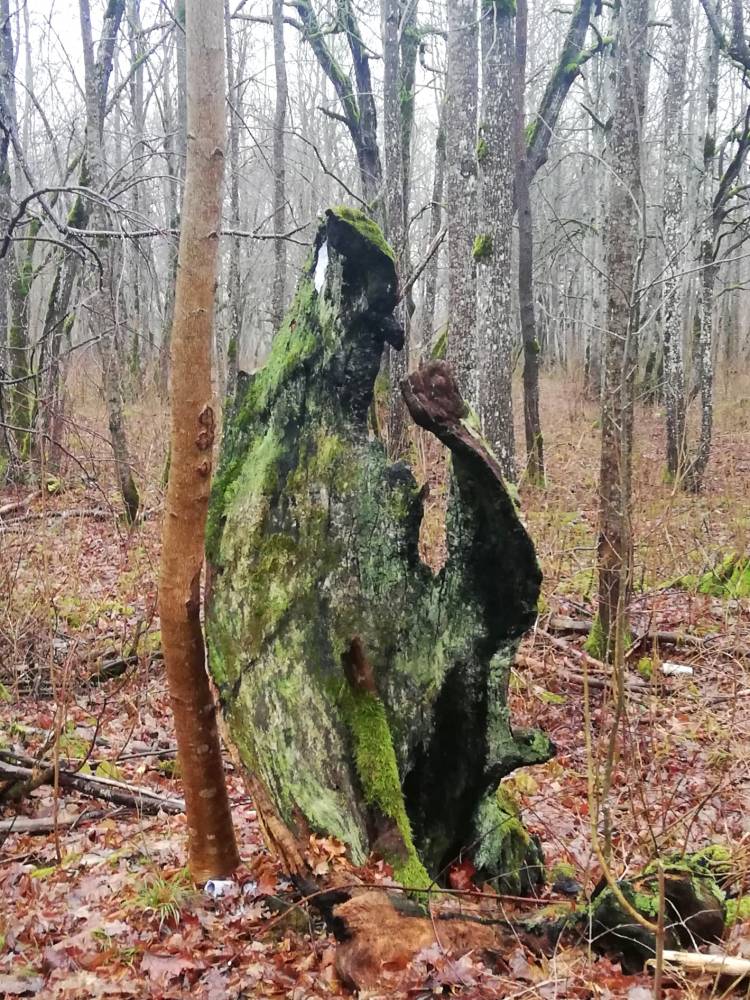 Lehmja tammik: huvitava kujuga puud