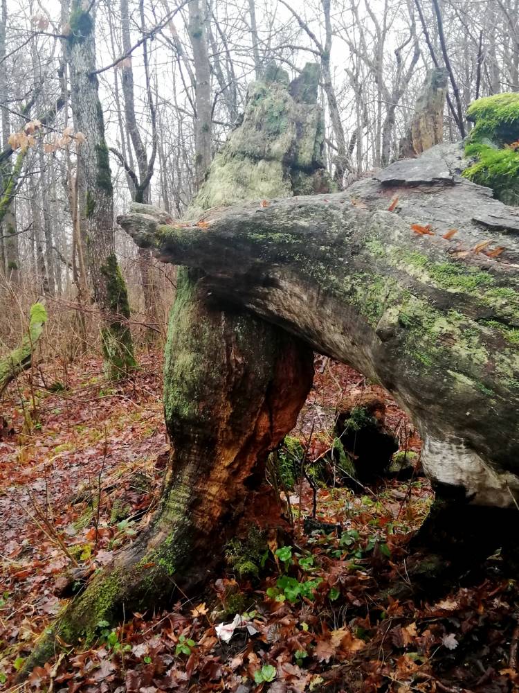 Lehmja tammik: huvitava kujuga puud