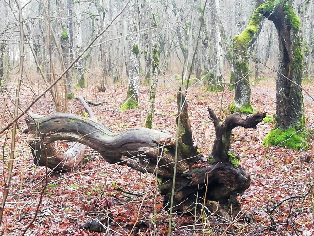 Lehmja tammik: huvitava kujuga puud