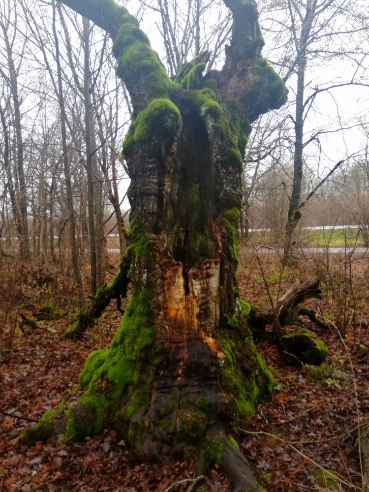 Lehmja tammik: 374-aastane tamm Prohvet