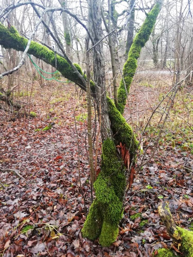 Lehmja tammik: huvitava kujuga puud