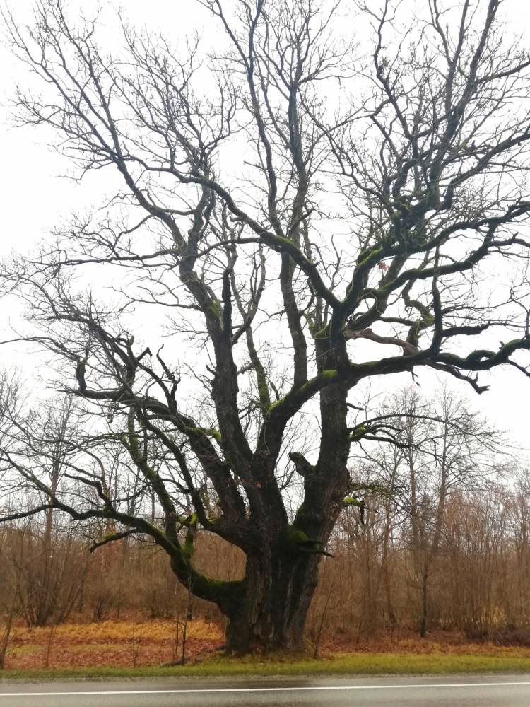 Lehmja tammik: Peigmees