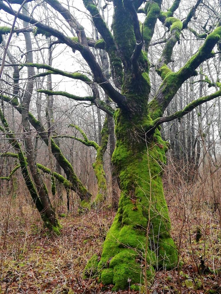 Lehmja tammik: samblapuu