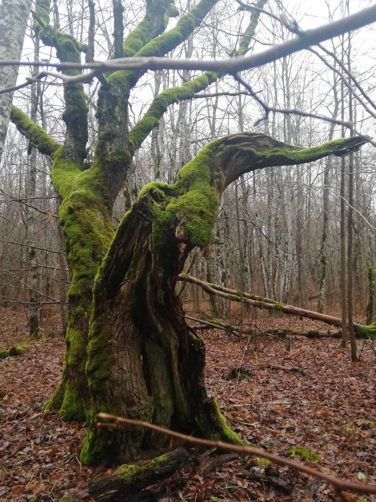Lehmja tammik: huvitava kujuga puud