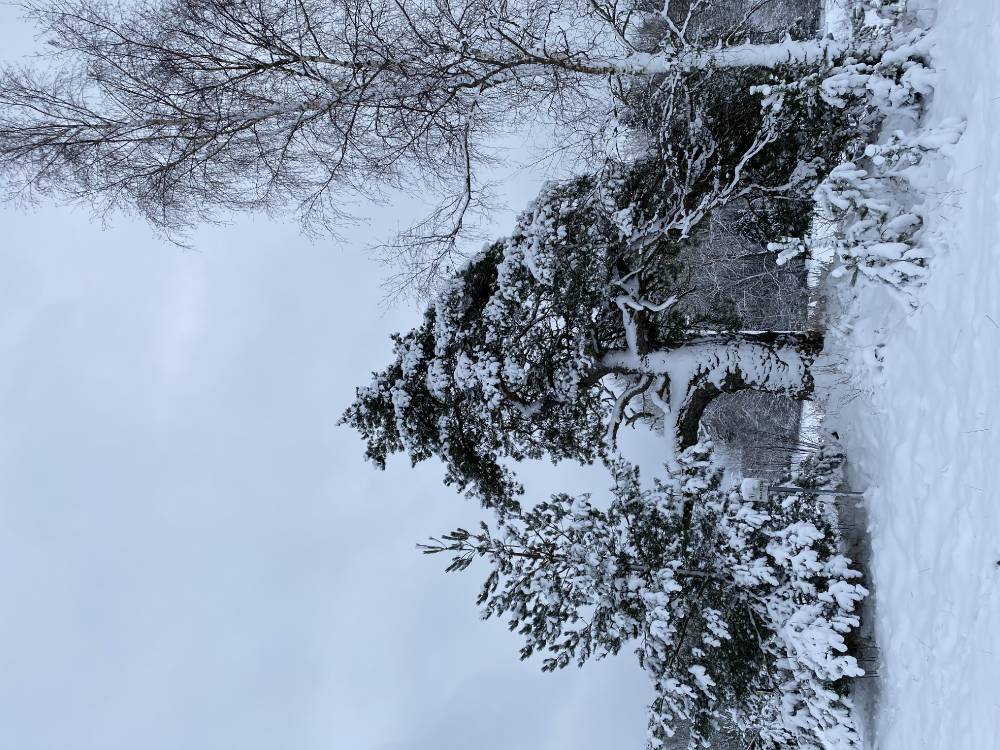 Püha pettai talvevõlumaal