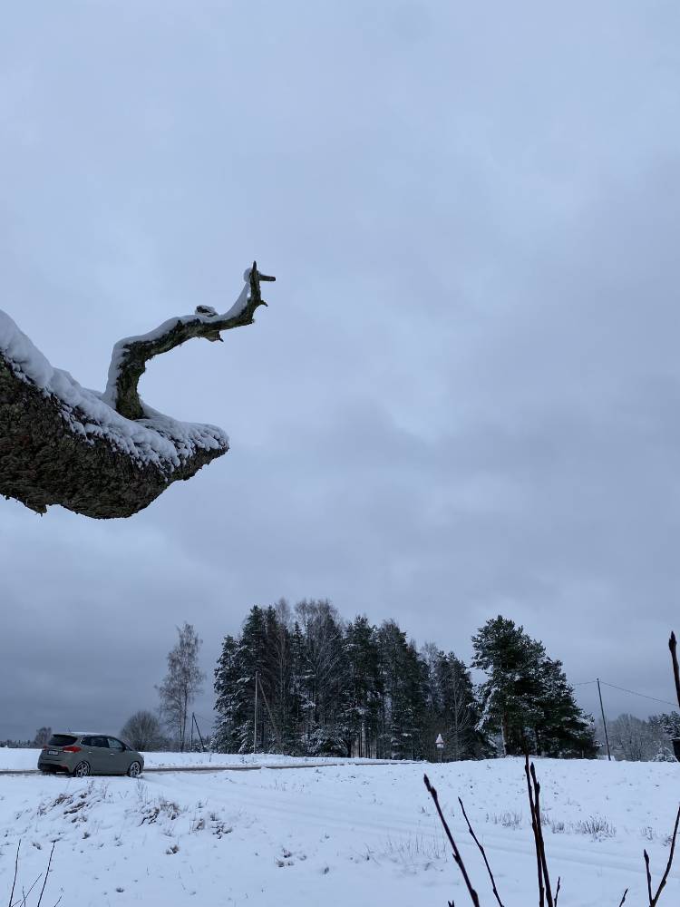Püha pettai kuivanud oks