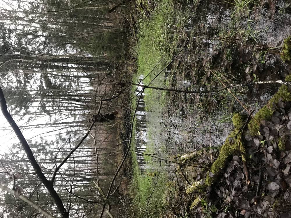 Arussaare Uduallikas