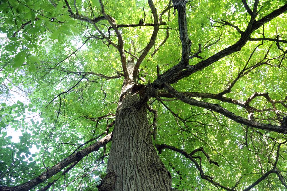 Кундыш кугыза (Старец Кундыш)