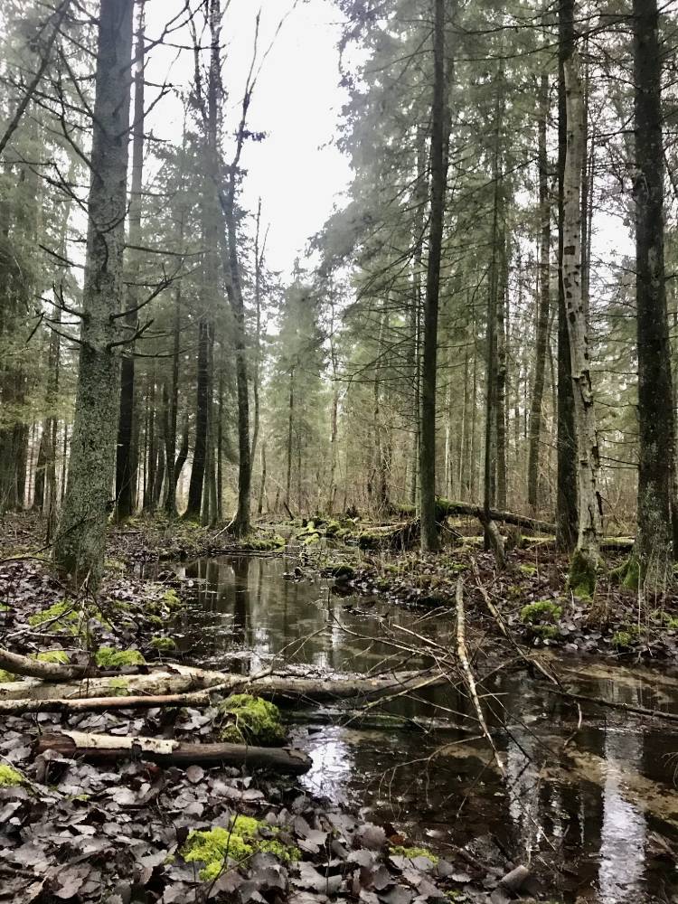 Arussaare Uduallikas