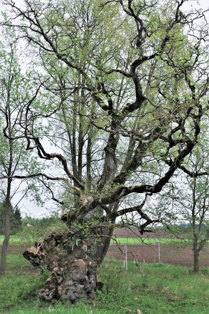 Hommik künnapuu juures