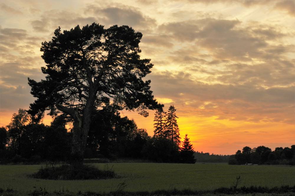 Kallukse mänd loojangus