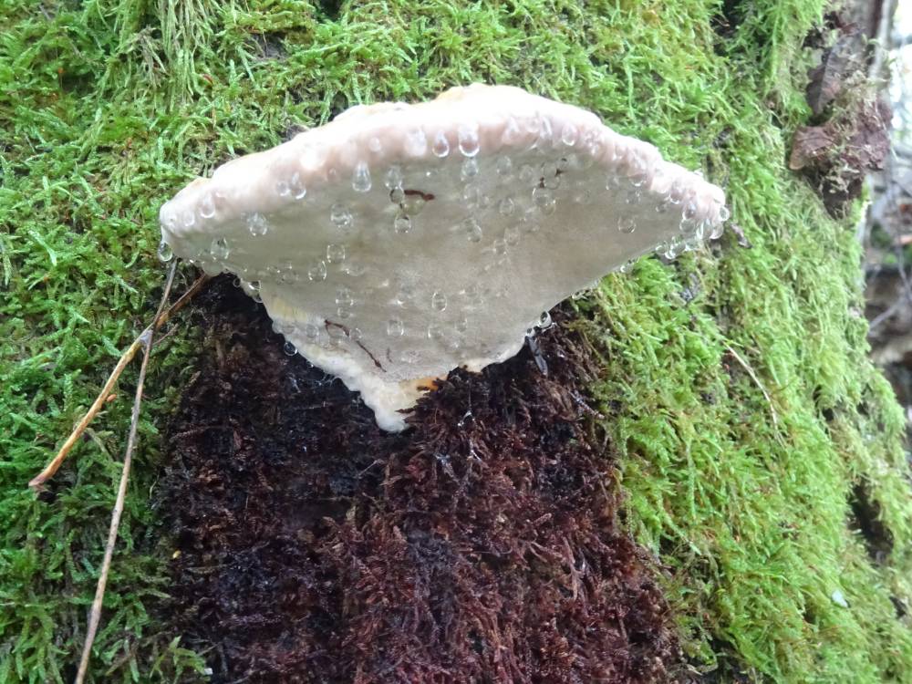 Sügis Nõiakivi juures