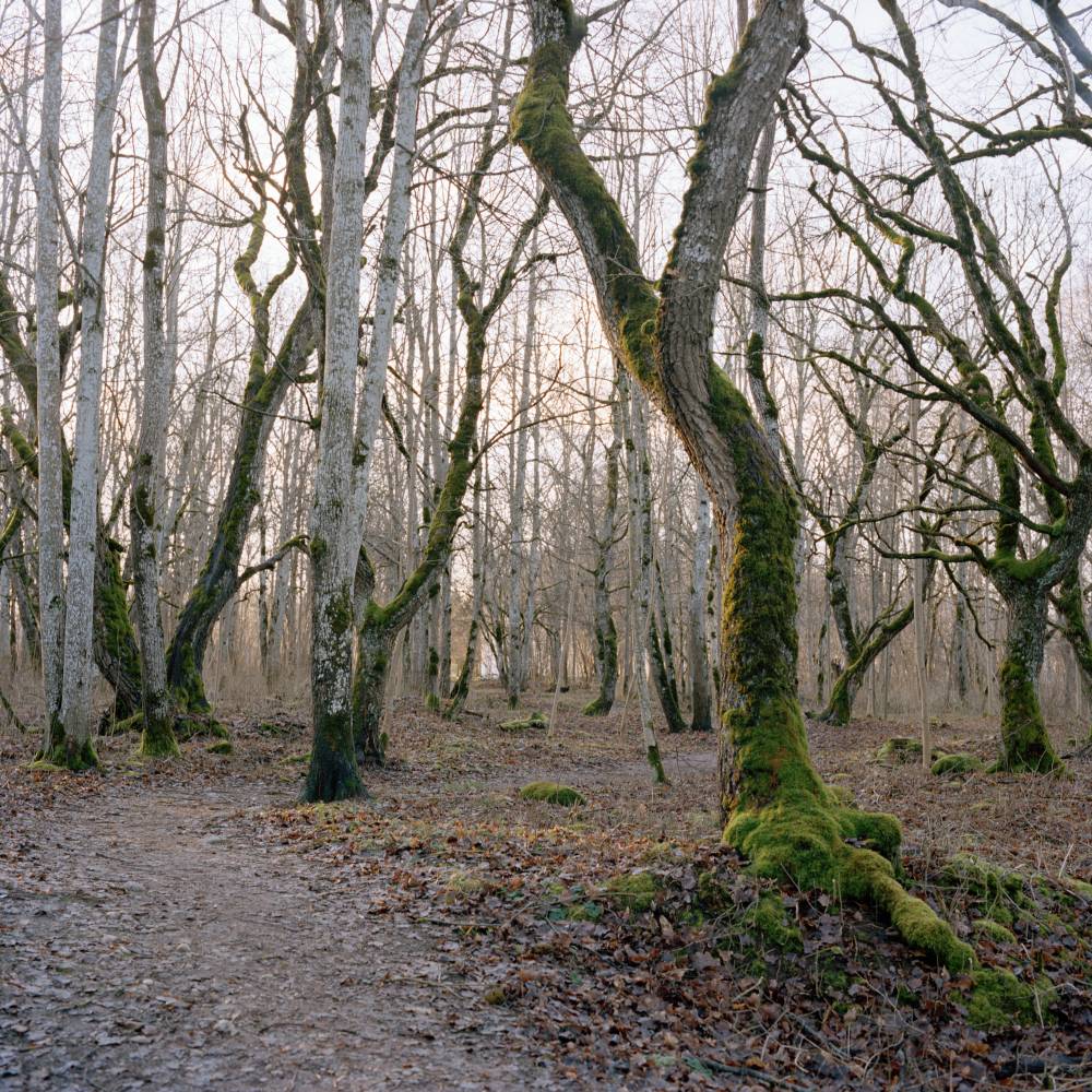 Lehmja tammik hommikul