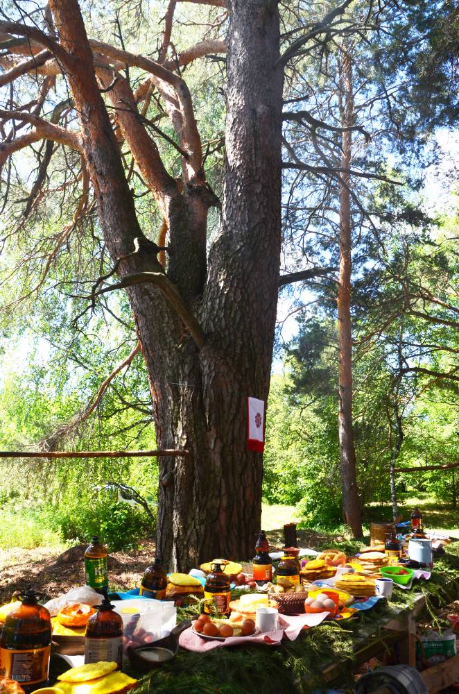 Онапу (священное дерево)