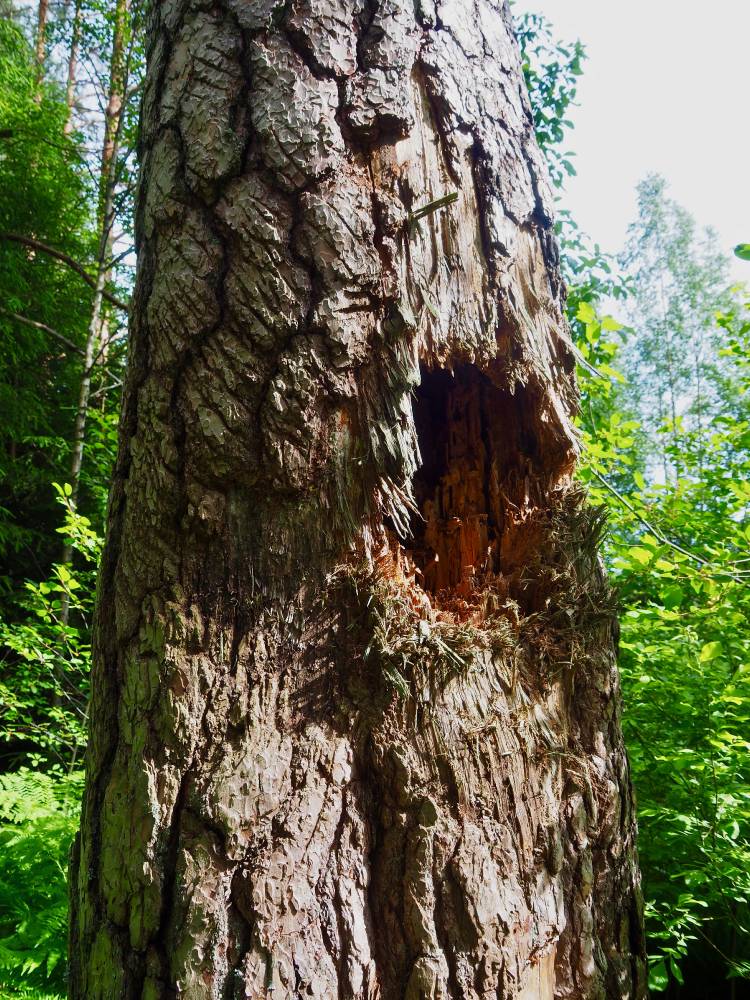 Soomaa/Iia ristimänd, karsikkopuu