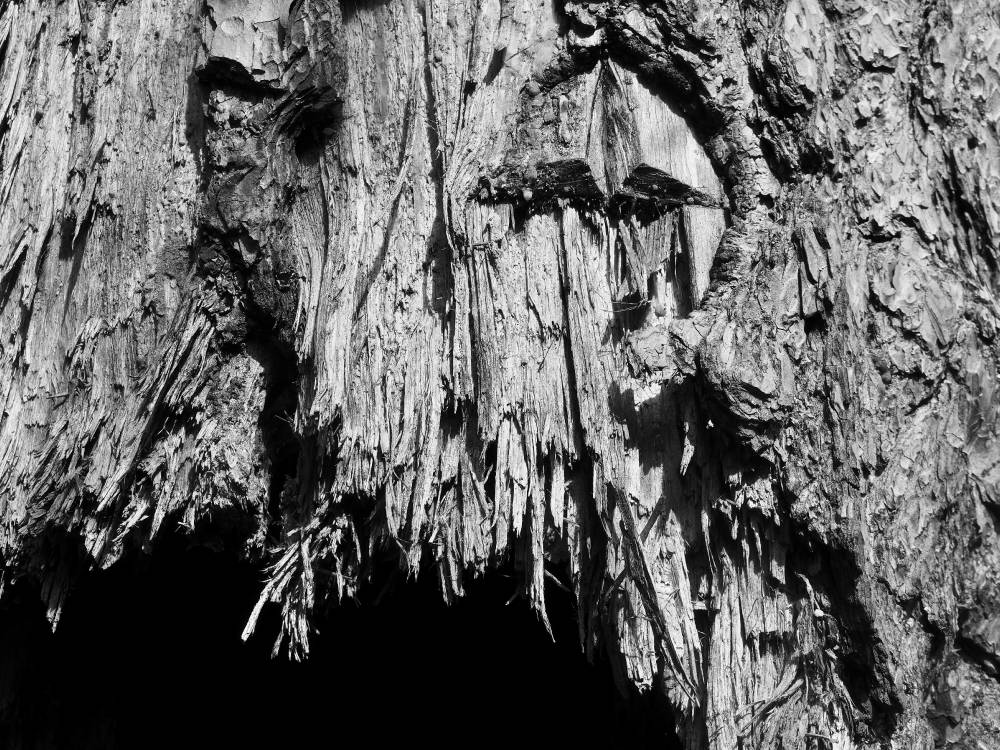 Soomaa/Iia ristimänd, karsikkopuu