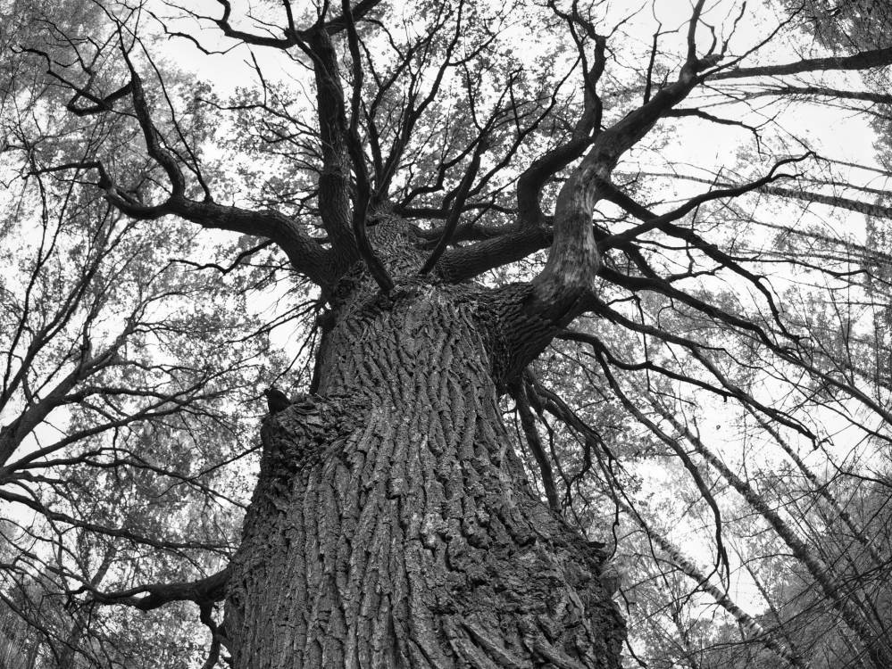 Остатки святой рощи Можайский овраг