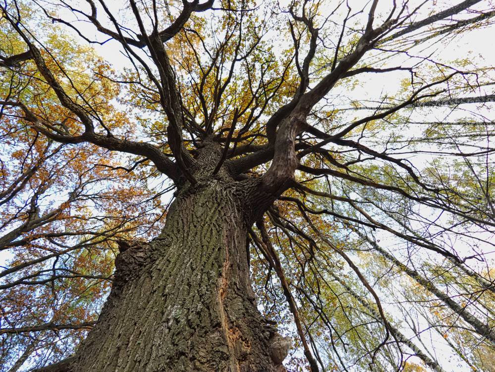 Старый дуб - прямой потомок святых рощ и  деревьев 