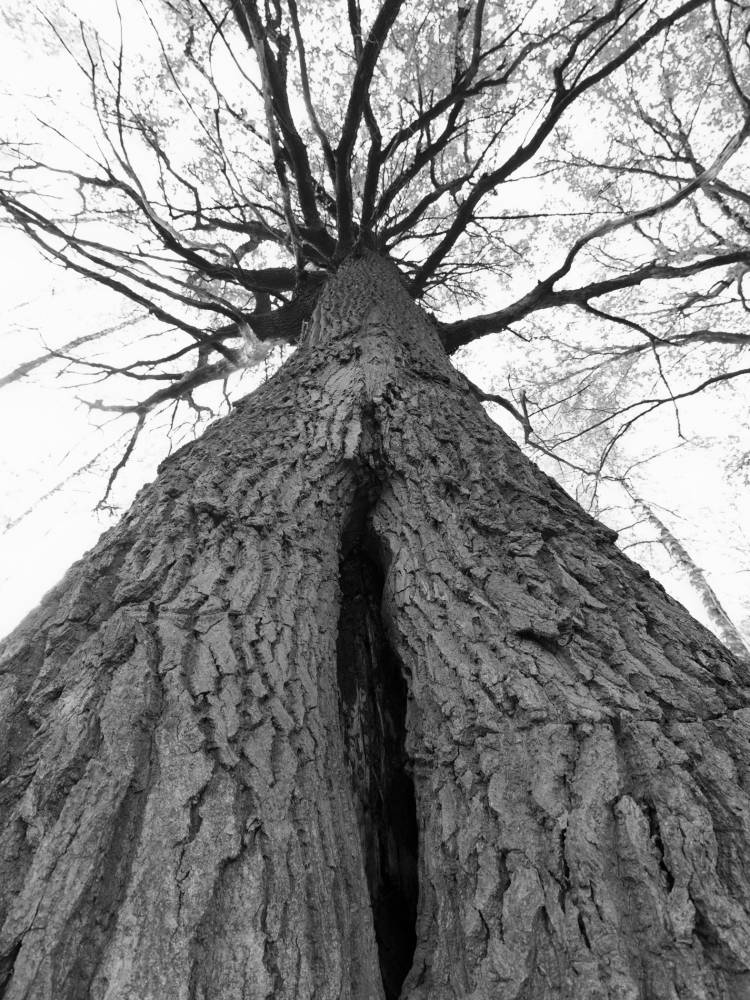 Остатки святой рощи Можайский овраг