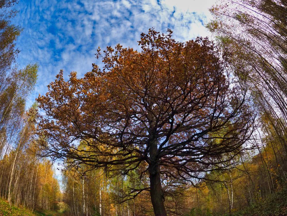 Старый дуб - прямой потомок святых рощ и  деревьев 