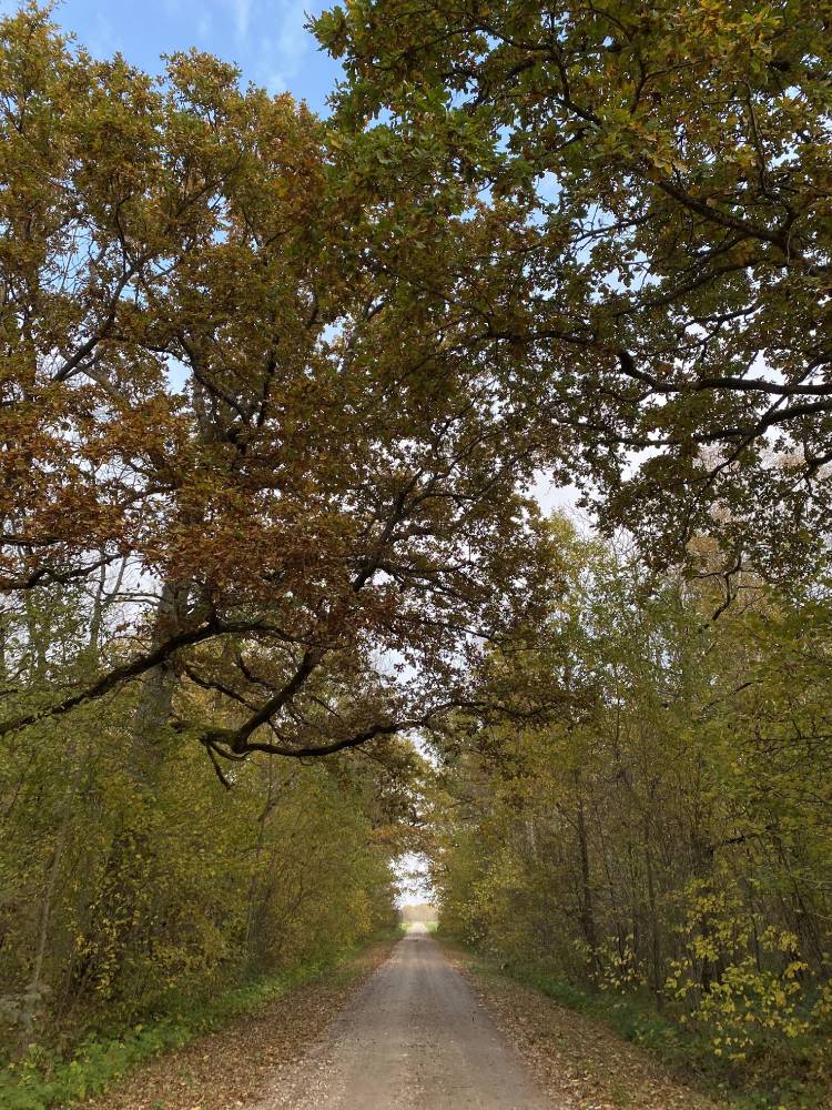 Kõljala püha mets. Hiiemets. 