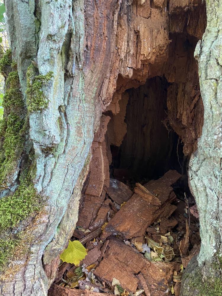 Kõljala püha mets. Hiiemets. 