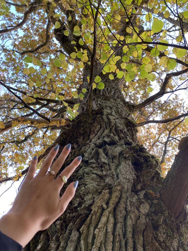 Kõljala püha mets. Hiiemets. 