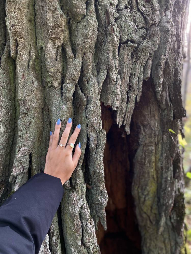 Kõljala püha mets. Hiiemets. 