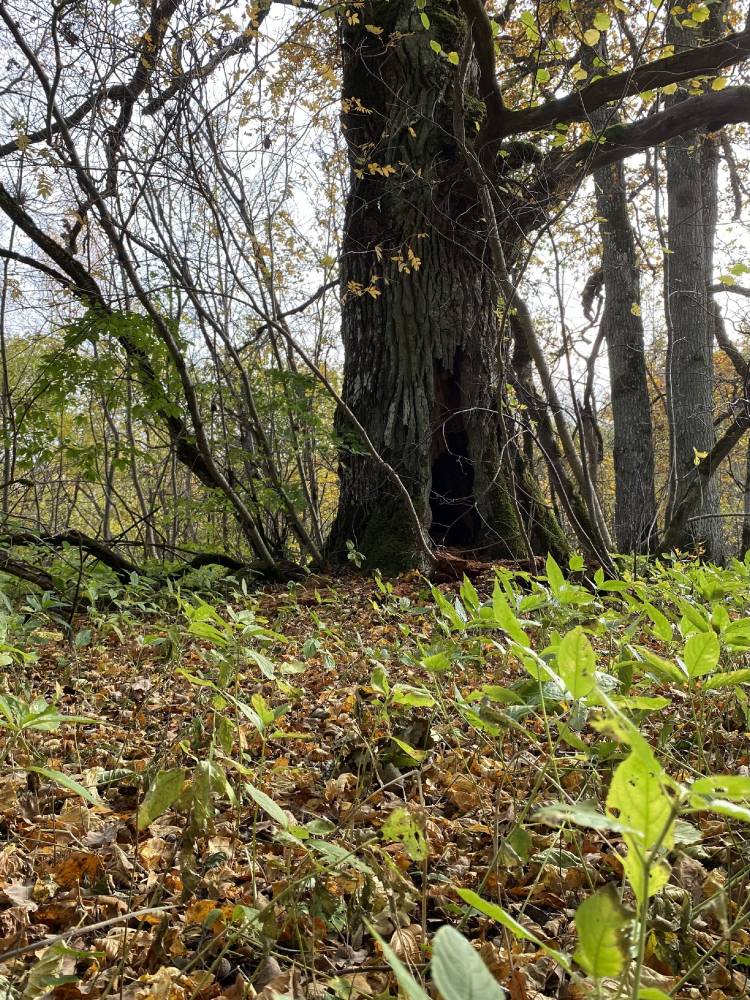 Kõljala püha mets. Hiiemets. 