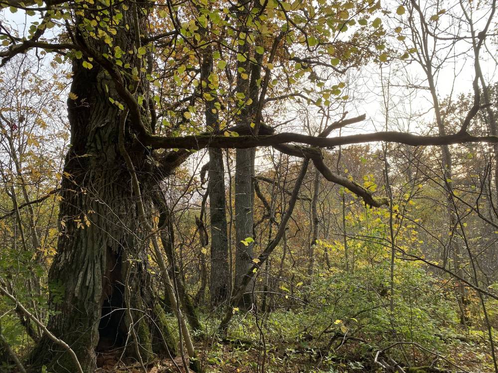 Kõljala püha mets. Hiiemets. 