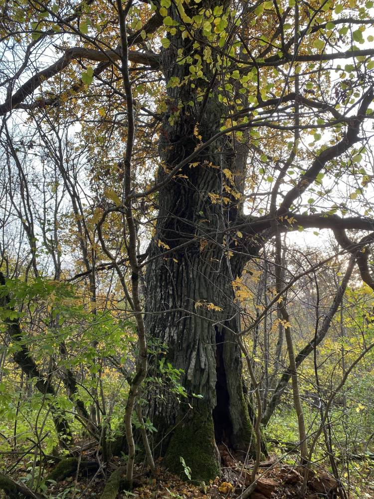 Kõljala püha mets. Hiiemets. 